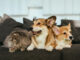 Nearly a quarter of pet owners struggle to help their new pets bond