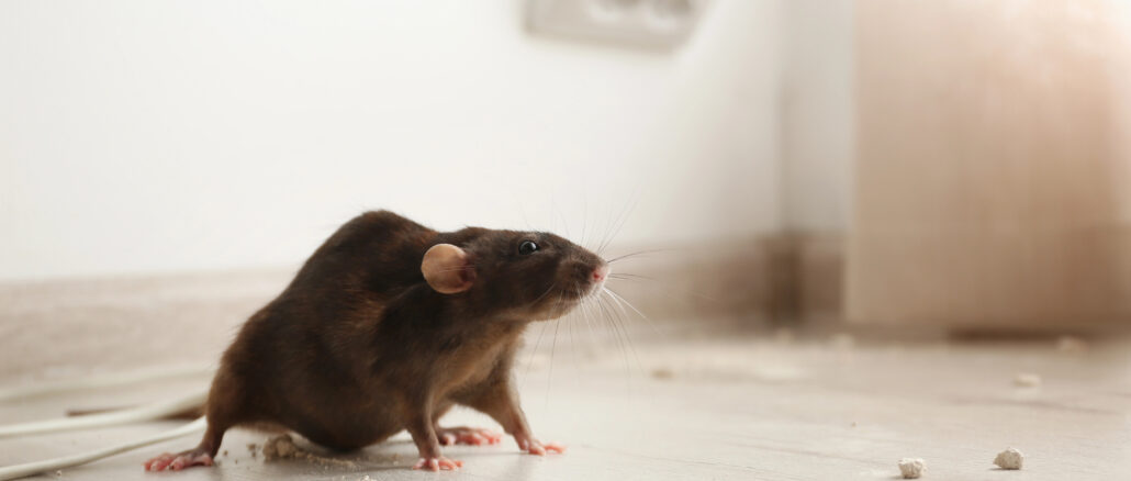 This is how to stop rats invading your house this winter