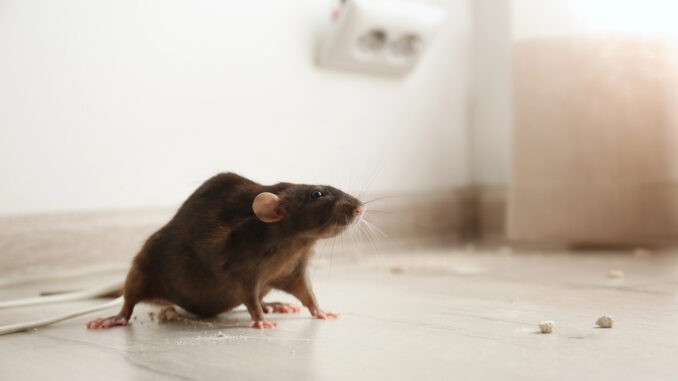 This is how to stop rats invading your house this winter