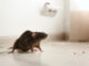 This is how to stop rats invading your house this winter