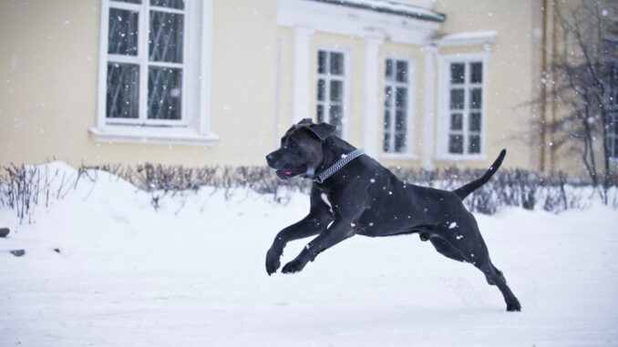 These are the best locations for a winter sunrise dog walk