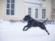 These are the best locations for a winter sunrise dog walk