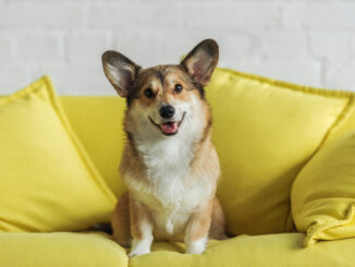 Experts share how to take better pet photos