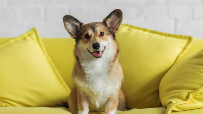 Experts share how to take better pet photos
