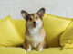 Experts share how to take better pet photos