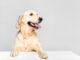 Petplan’s vet shares the pancake toppings to avoid feeding your dog this Shrove Tuesday