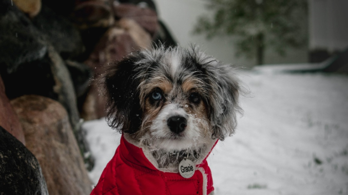 Winter Dog Walking: Expert Tips for Sub-Zero Temperatures and Extreme Weather