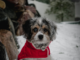 Winter Dog Walking: Expert Tips for Sub-Zero Temperatures and Extreme Weather