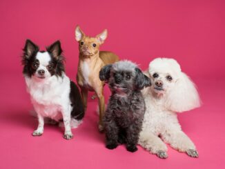 60 facts about Crufts