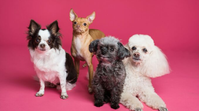 60 facts about Crufts