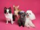 60 facts about Crufts