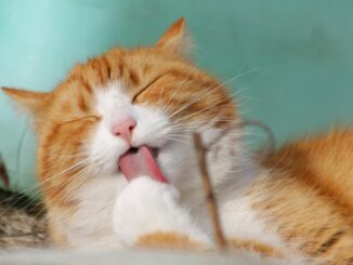 Cheese Tops List of Most Searched ‘Can Cats Eat’ Foods Online 