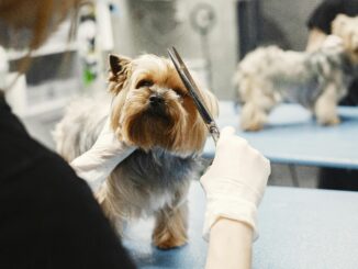 Get your Dog Crufts-ready at Home: The Grooming and Agility Routines Anyone can Follow