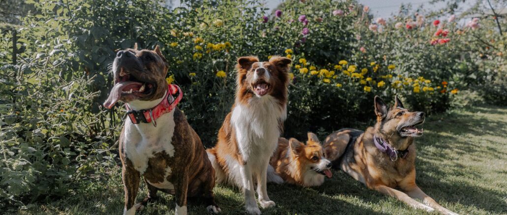 Does Your Garden Contain Any of These 10 Dog Hazards? Experts Issue Spring Warning