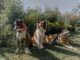 Does Your Garden Contain Any of These 10 Dog Hazards? Experts Issue Spring Warning