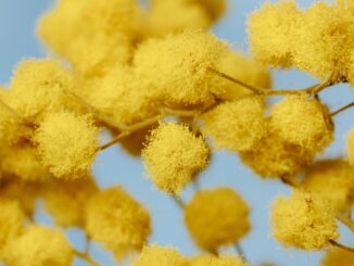 Is Pollen Giving You "Allergy Face"? A Dermatologist Explains What to Look For
