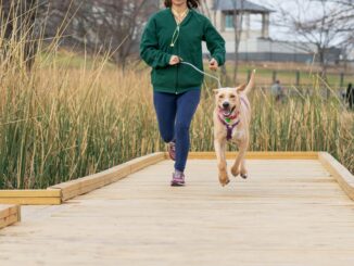 Running With Your Dog in Marathon Season? A Vet Reveals What Most Owners Get Wrong