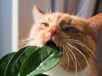 The Spring Plants That Could Poison Your Cat — and the Warning Signs Not to Ignore