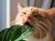 The Spring Plants That Could Poison Your Cat — and the Warning Signs Not to Ignore