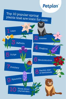 The Spring Plants That Could Poison Your Cat — and the Warning Signs Not to Ignore