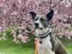 Yes, Dogs Can Get Hay Fever — Here Are the Signs to Look Out For This Spring