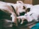 Cute But Costly? Why Letting Your Dog Sleep in Your Bed Could Be Affecting Your Health