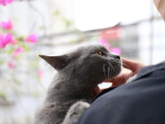 The EU Pet Travel Mistakes That Could Leave Your Pet Stranded — Experts Explain