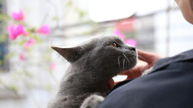 The EU Pet Travel Mistakes That Could Leave Your Pet Stranded — Experts Explain