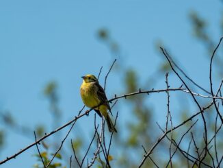 Birdwatching isn't just for retirees anymore — and gardens across Britain are changing because of it