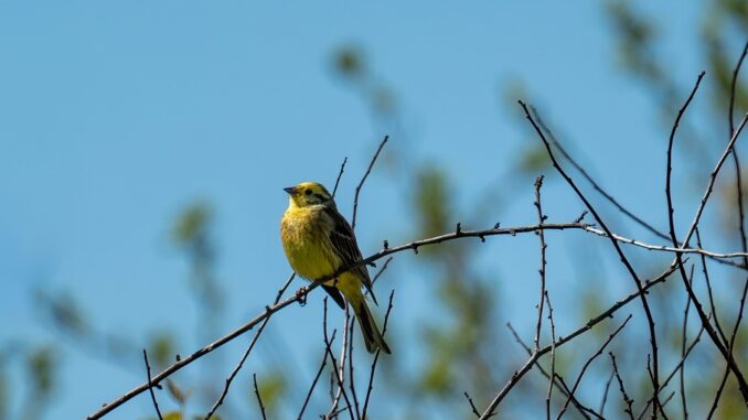 Birdwatching isn't just for retirees anymore — and gardens across Britain are changing because of it