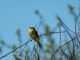 Birdwatching isn't just for retirees anymore — and gardens across Britain are changing because of it