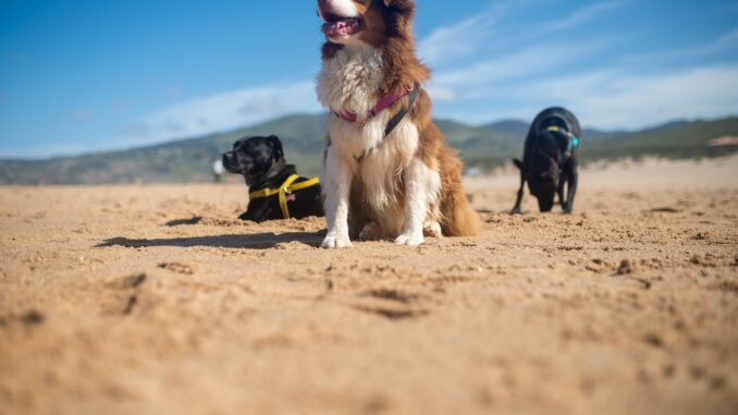 Looking after dogs in a heatwave