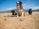 Looking after dogs in a heatwave