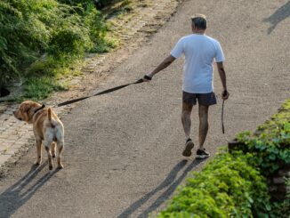 Vet warning: some UK cities could be too hot to walk your dog for up to 12 hours a day