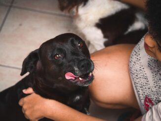 Be honest: which of these questions have you wanted to ask your pet?