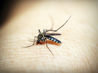 Planning a European holiday? Invasive mosquitoes have reached destinations you might not expect