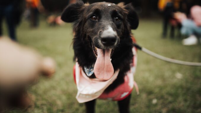 The best dog-friendly events to visit this summer