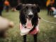 The best dog-friendly events to visit this summer