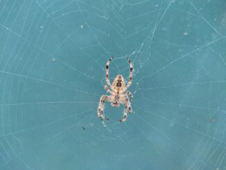 What would actually happen if you were bitten by a radioactive spider?