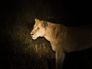 Top countries for night safaris revealed