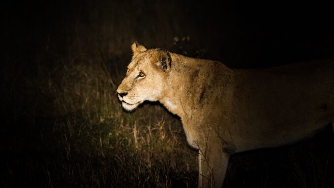 Top countries for night safaris revealed