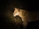 Top countries for night safaris revealed