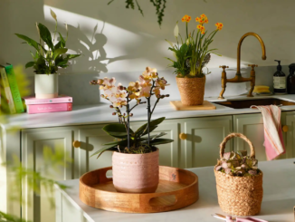Back-to-work blues? Expert reveals the office plants that help boost productivity