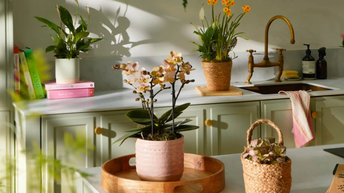Back-to-work blues? Expert reveals the office plants that help boost productivity