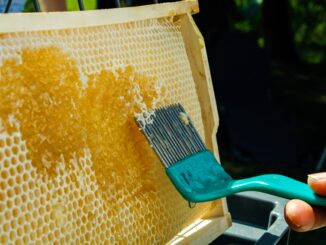 How to Make DIY Beeswax & Botanical Fire Starters