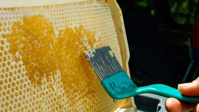 How to Make DIY Beeswax & Botanical Fire Starters