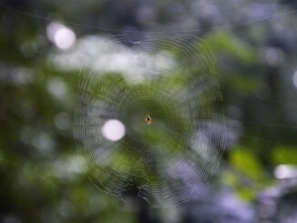 Natural and Eco-friendly Hacks to Keep Spiders Out of Homes