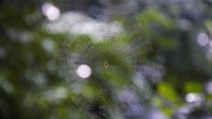 Natural and Eco-friendly Hacks to Keep Spiders Out of Homes